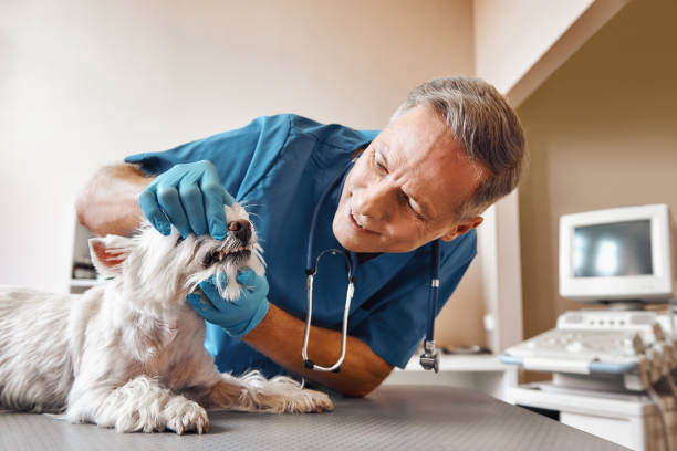 Best Mobile Emergency Dentist in Hayward, CA